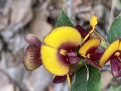Bossiaea ornata