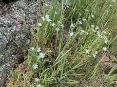 Stellaria pungens