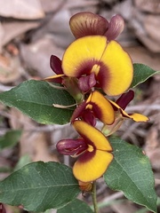 Bossiaea ornata