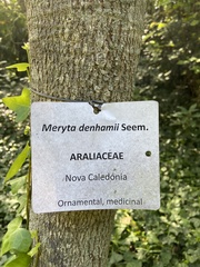 Meryta denhamii