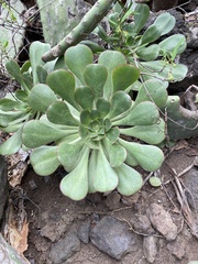 Aeonium