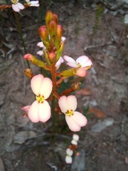 Stylidium junceum