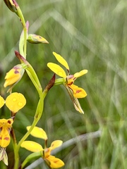Diuris chrysantha