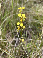 Diuris chrysantha