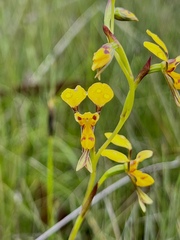 Diuris chrysantha