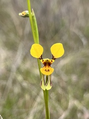 Diuris chrysantha