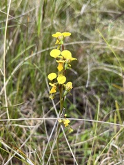 Diuris chrysantha