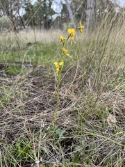 Diuris chrysantha