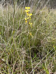 Diuris chrysantha
