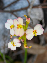 Stylidium junceum