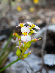 Stylidium junceum