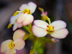 Stylidium junceum