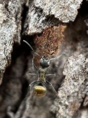 Polyrhachis aurea