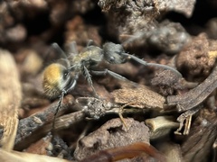 Polyrhachis aurea
