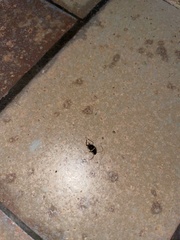 Planuncus tingitanus