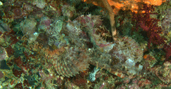 Scorpaenopsis oxycephalus