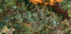 Scorpaenopsis oxycephalus