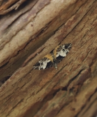 Chrysolarentia phaedra