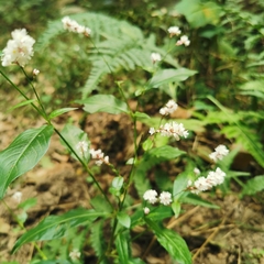 Persicaria jucunda