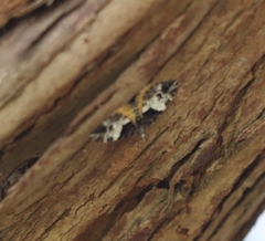 Chrysolarentia phaedra