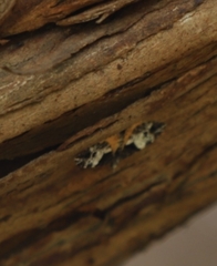 Chrysolarentia phaedra