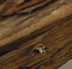 Chrysolarentia phaedra