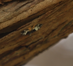 Chrysolarentia phaedra