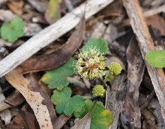 Hydrocotyle laxiflora