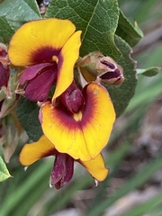 Bossiaea ornata