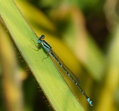 Austroagrion exclamationis