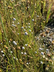 Eriocaulaceae