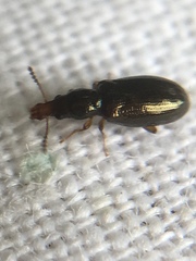 Salpingus planirostris