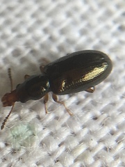 Salpingus planirostris