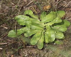 Hypochaeris