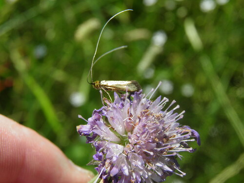 Buožaininė Ilgaūsė Makštinė Kandis