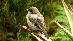 Lanius collaris collaris