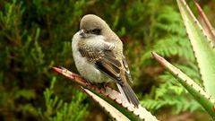 Lanius collaris collaris