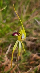 Caladenia atrovespa