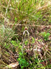 Caladenia atrovespa