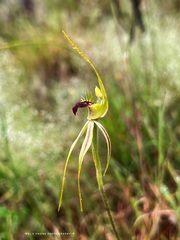 Caladenia atrovespa