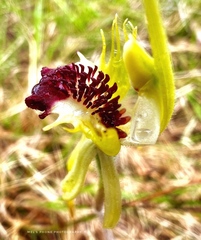 Caladenia atrovespa