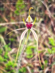 Caladenia atrovespa