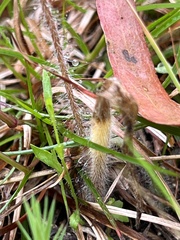 Caladenia atrovespa