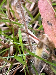 Caladenia atrovespa