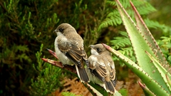 Lanius collaris collaris