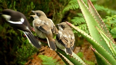 Lanius collaris collaris