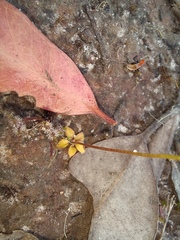 Stylidium androsaceum