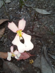 Stylidium androsaceum