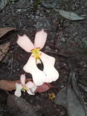 Stylidium androsaceum