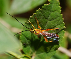 Echthromorpha agrestoria